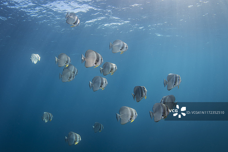 塞舌尔阿方斯环礁附近的蝙蝠鱼图片素材