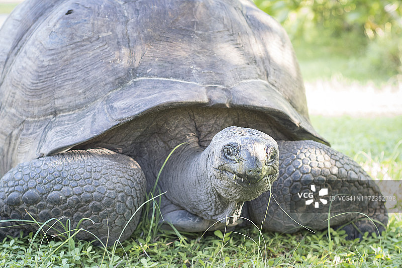 阿尔达布拉巨龟图片素材