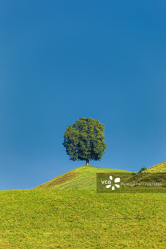 蓝天背景下的孤独树，瑞士阿彭策尔州图片素材