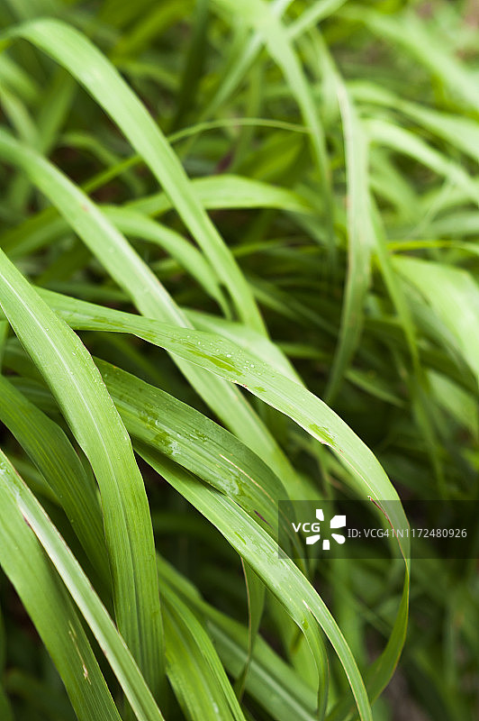 香茅（柠檬草）植物图片素材