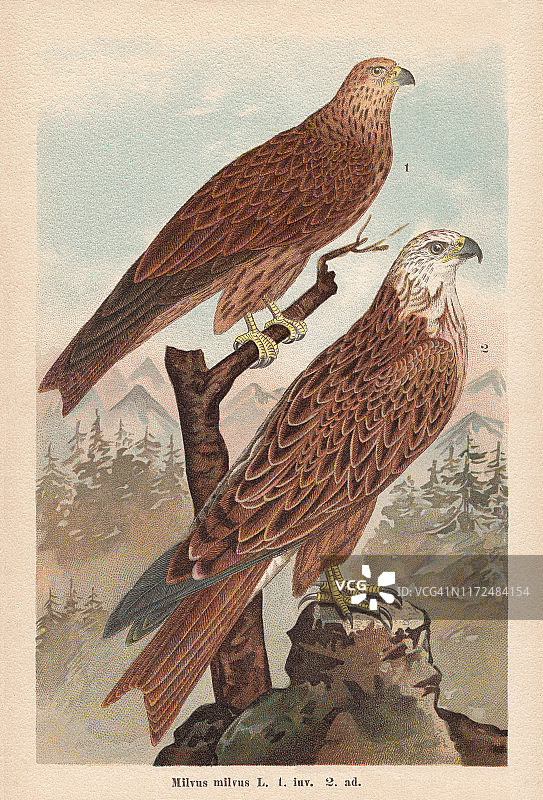 红鸢（Milvus milvus），1896年出版的彩色石印图片素材