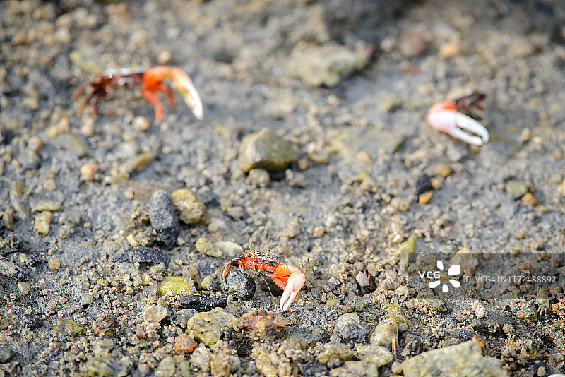 招潮蟹图片素材