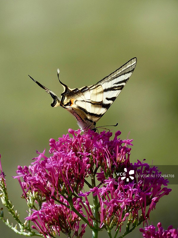 燕尾蝶和缬草图片素材