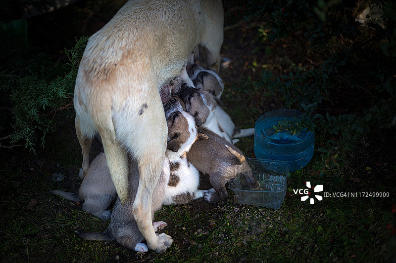 一只母狗在给她的幼犬喂奶图片素材