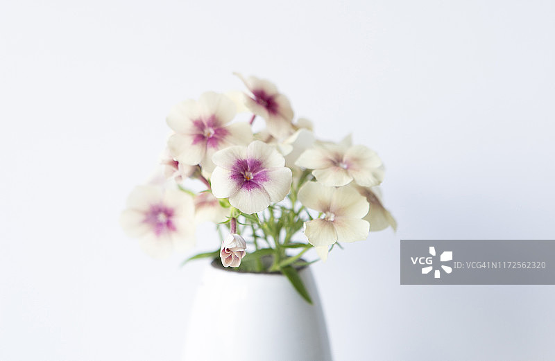 盛满的花瓶图片素材