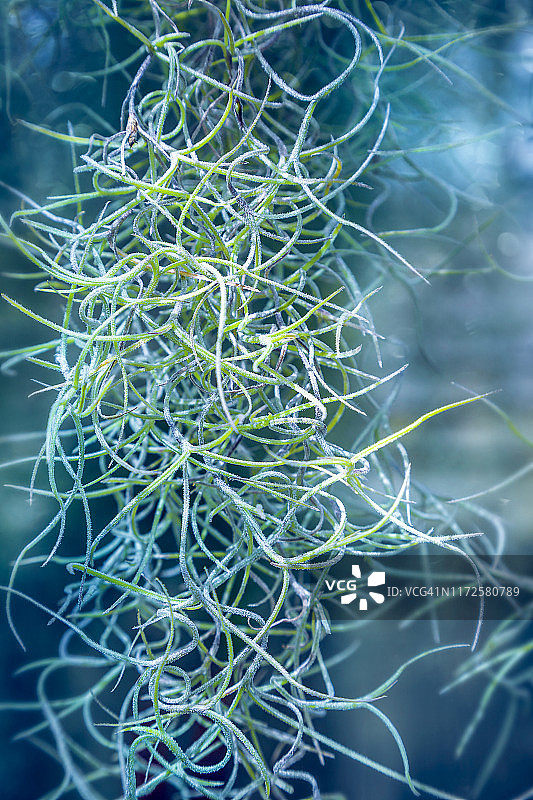 西班牙苔藓图片素材