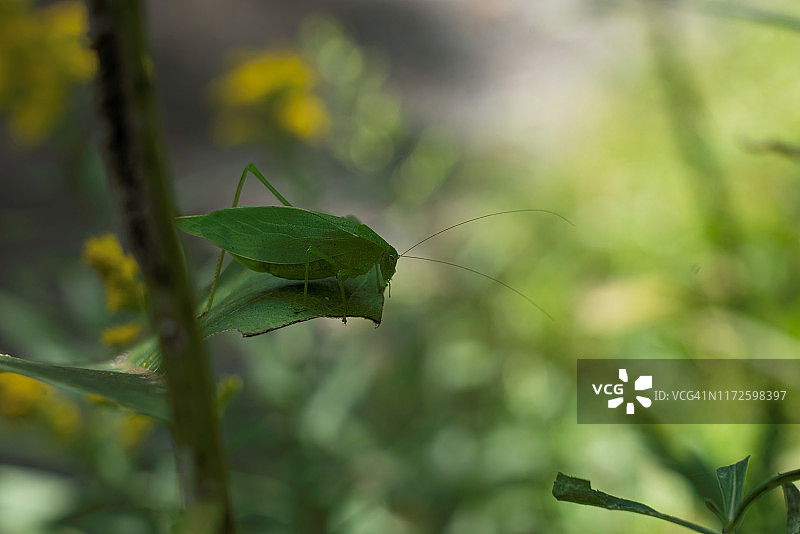 茎上的绿色蝈蝈图片素材