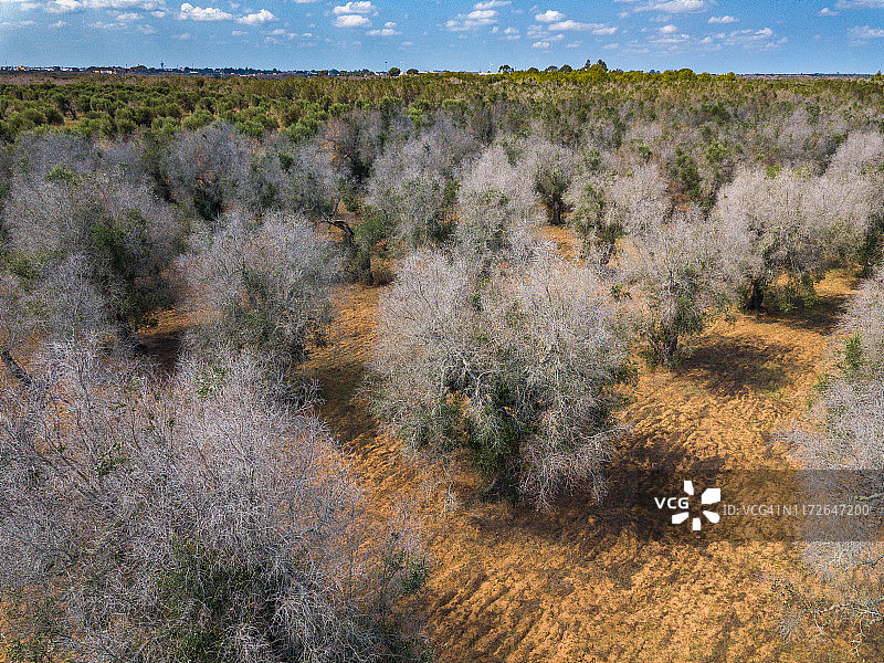 普利亚地区感染快速朽木菌的油橄榄树图片素材