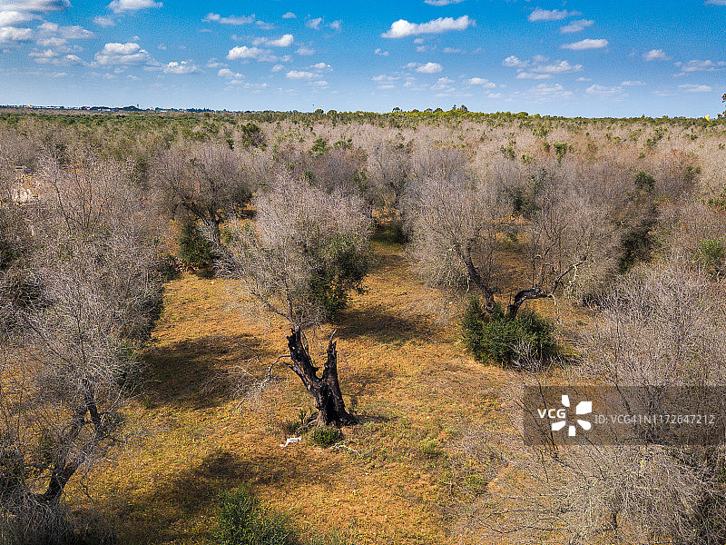 普利亚地区感染快速朽木菌的油橄榄树图片素材
