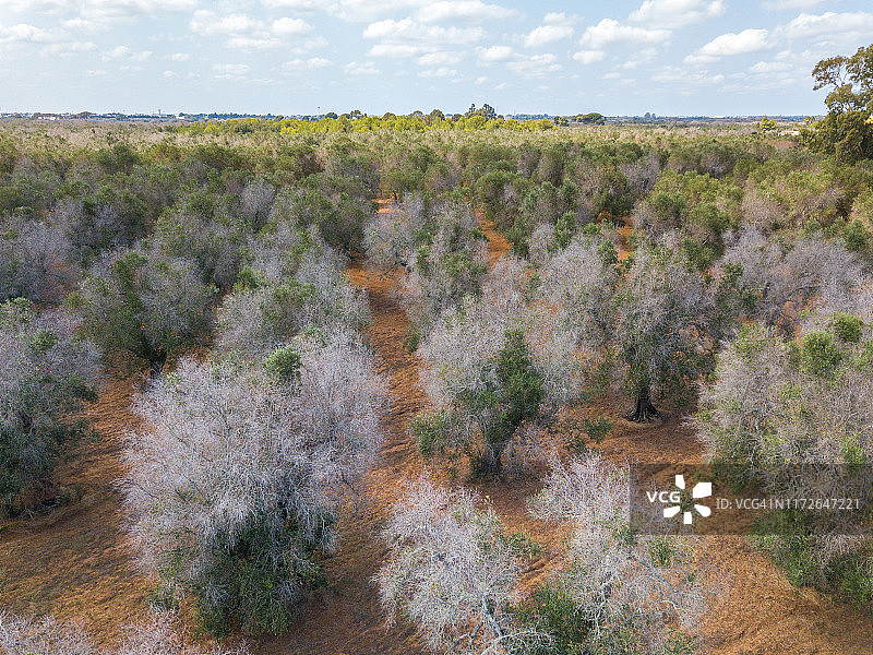 普利亚地区感染快速朽木菌的油橄榄树图片素材