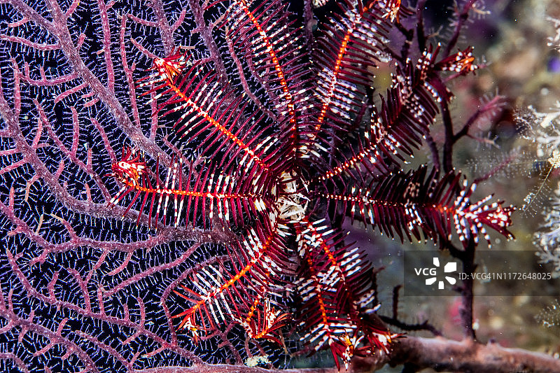 海扇上的海百合图片素材