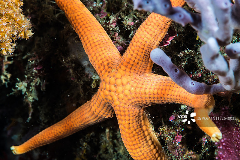 岩石礁上的海星图片素材