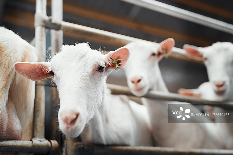 你说谁是绵羊？图片素材