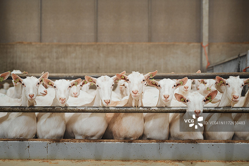 一群好看的山羊图片素材