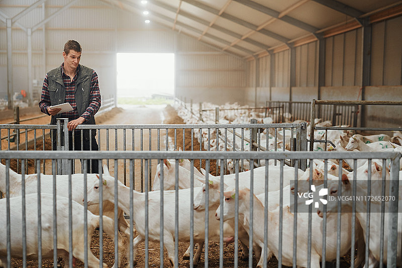 山羊养殖专家图片素材