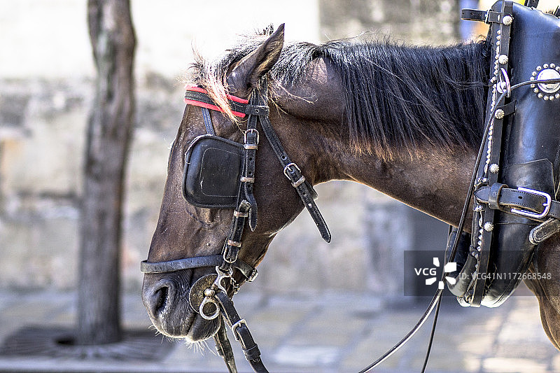 马厩里的马和马具图片素材