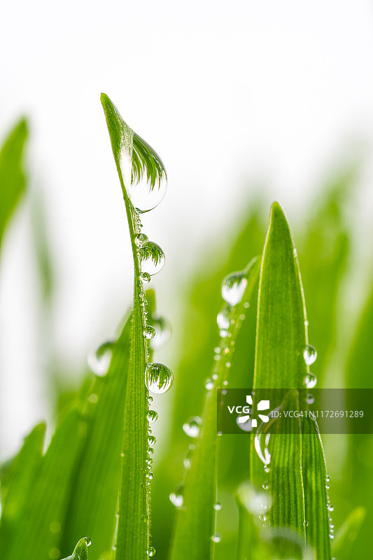 雨水滴在小麦草叶片上图片素材