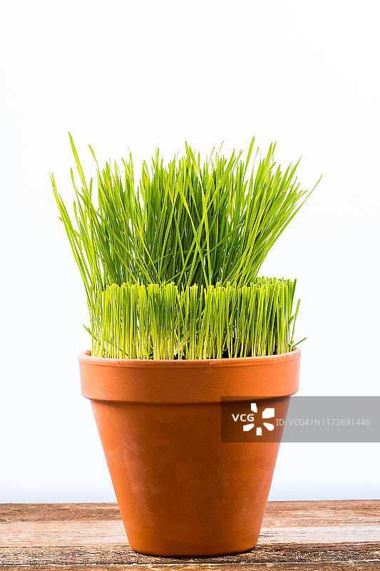 白色背景下的盆栽新鲜小麦草图片素材