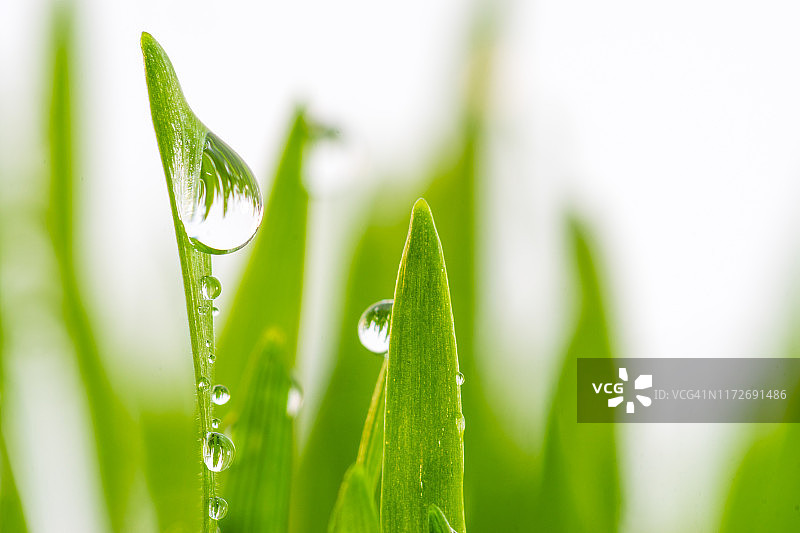 雨水滴在小麦草叶片上图片素材