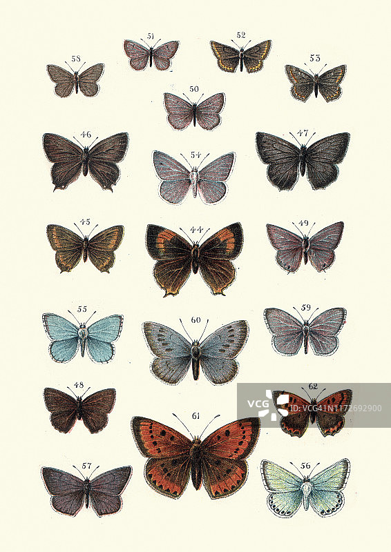 蝴蝶：棕色线灰蝶、大紫铜、蓝色、阿格斯图片素材