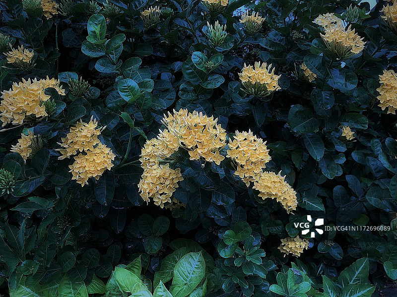 黄色龙船花图片素材