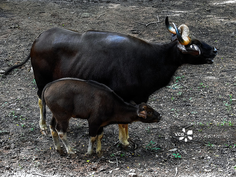 野牛图片素材