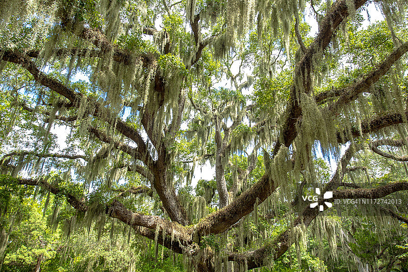 live oak 树上的西班牙苔藓图片素材