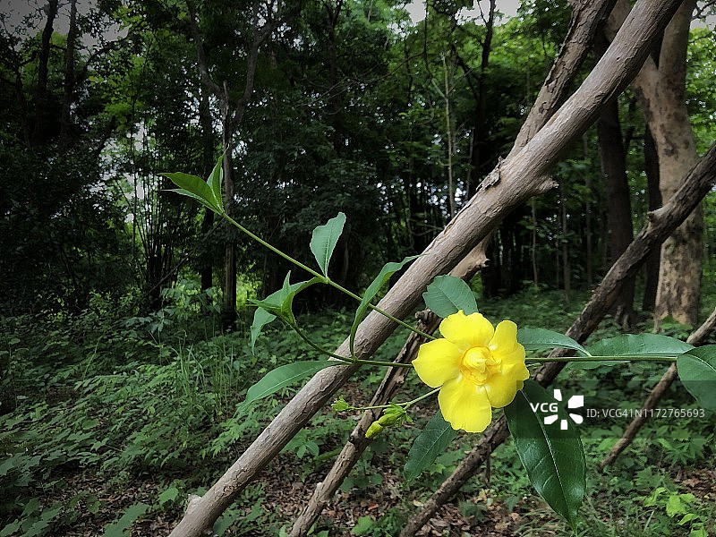 花园里盛开的黄花夹竹桃图片素材