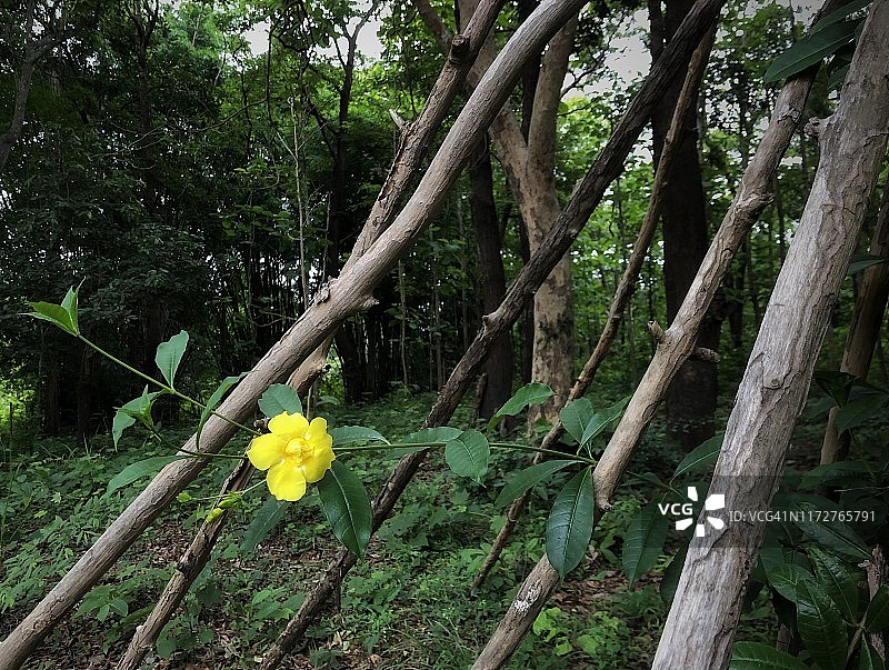 花园里盛开的黄花夹竹桃图片素材