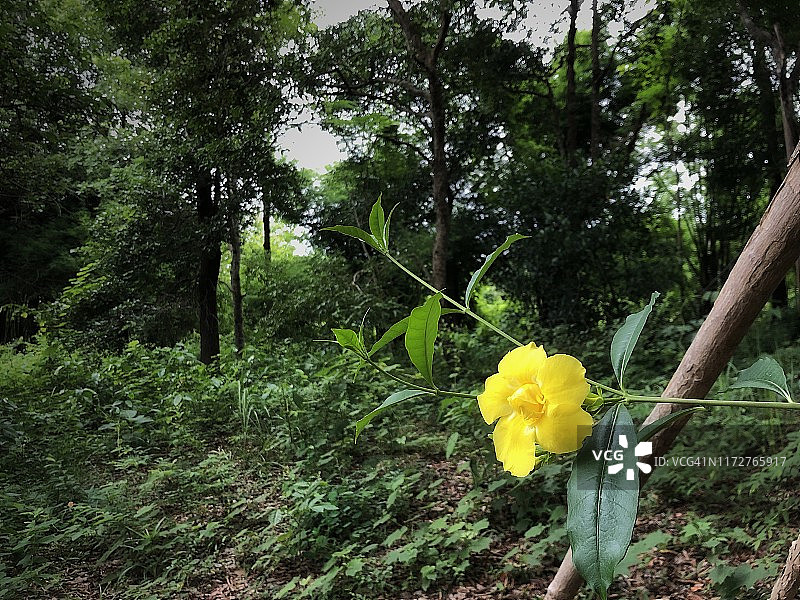 花园里盛开的黄花夹竹桃图片素材