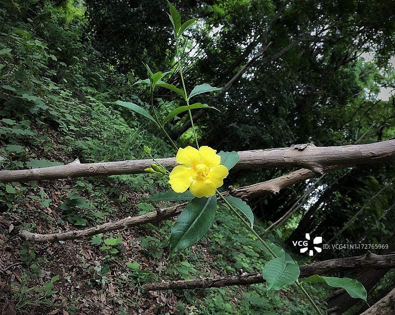 花园里盛开的黄花夹竹桃图片素材