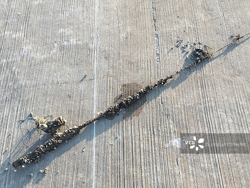 覆盖着斑马贻贝的渔竿（多形 дреиссена，Dreissena polymorpha）图片素材