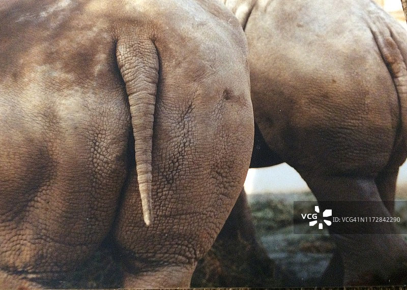 趣味：大象的屁股图片素材