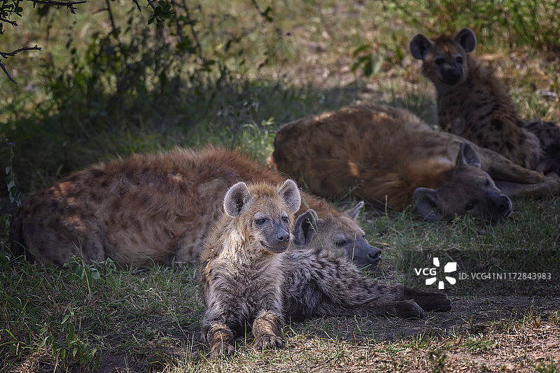 斑鬣狗一家，摄于肯尼亚马赛马拉图片素材