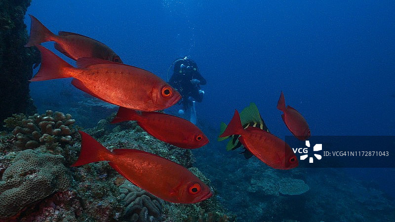 日本深海中的红色大眼鱼和条纹野猪鱼群图片素材