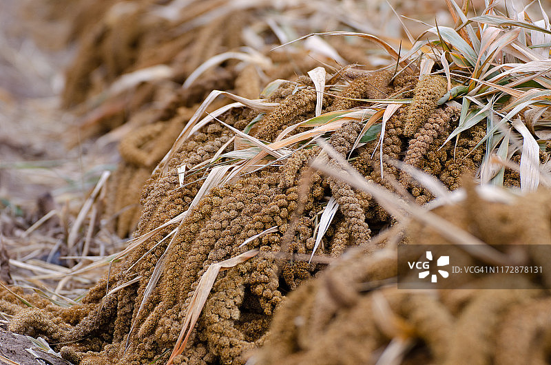 小米和穗图片素材
