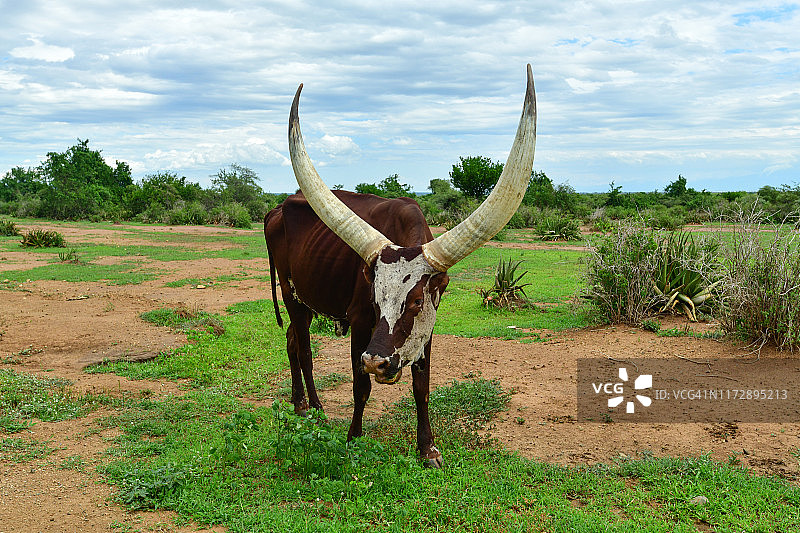 长角安科ole牛图片素材