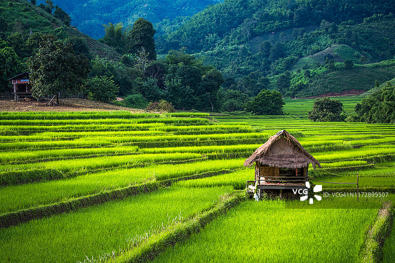稻田上的村舍图片素材