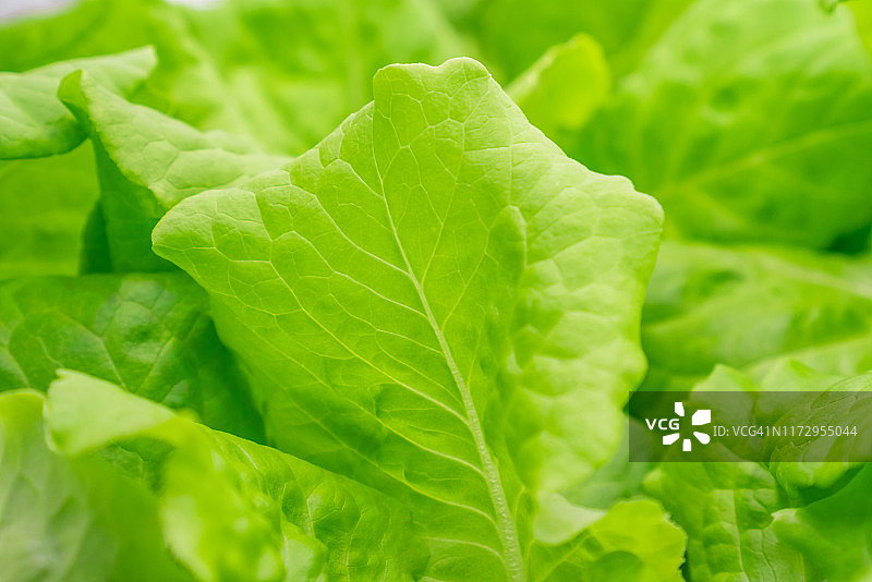 实验室蔬菜图片素材