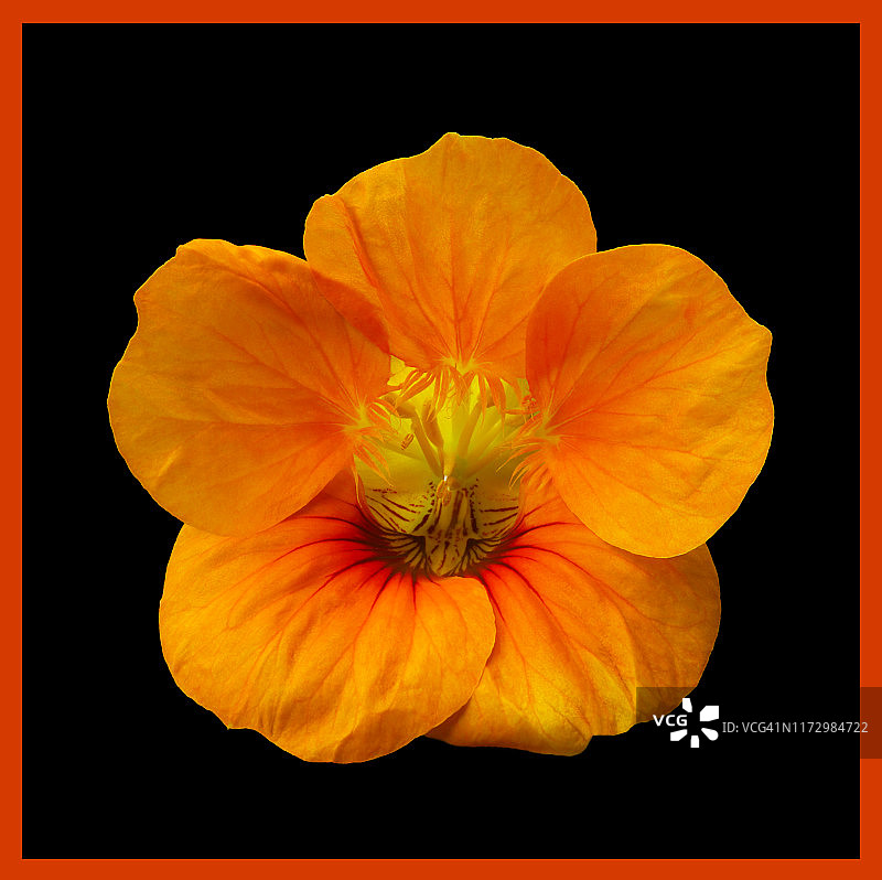 黑色背景红色边框上的橘色旱金莲图片素材