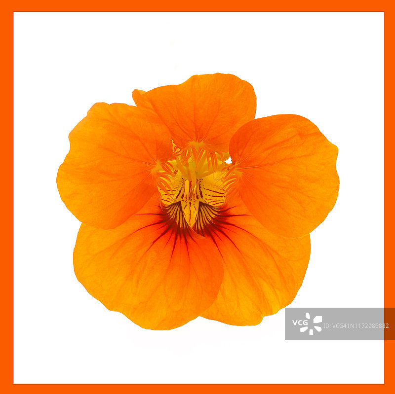 白色背景橙色边框的旱金莲花图片素材