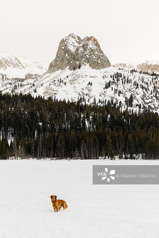 冰冻湖面上的金毛犬图片素材