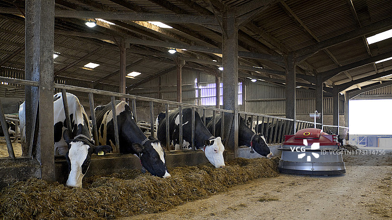 荷斯坦奶牛在室内吃青贮饲料图片素材