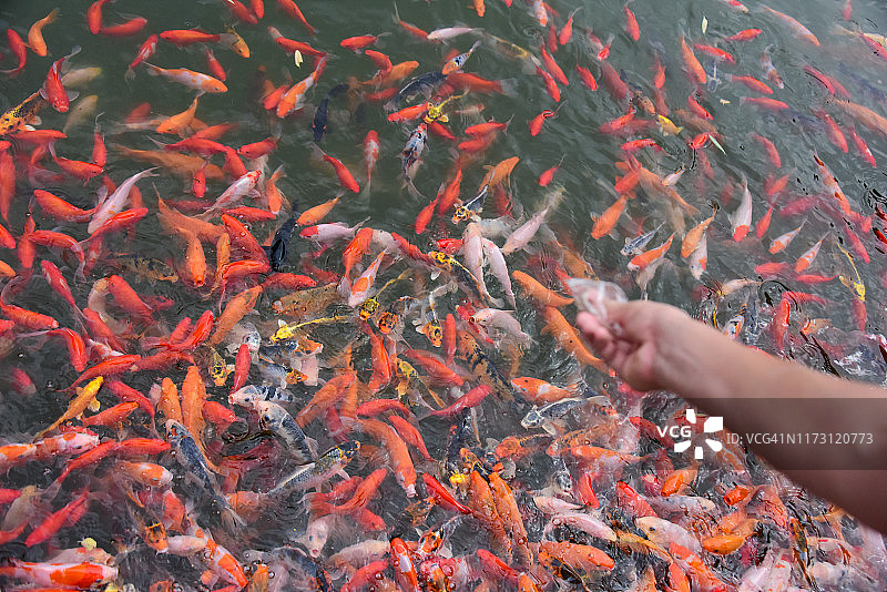 喂食锦鲤图片素材