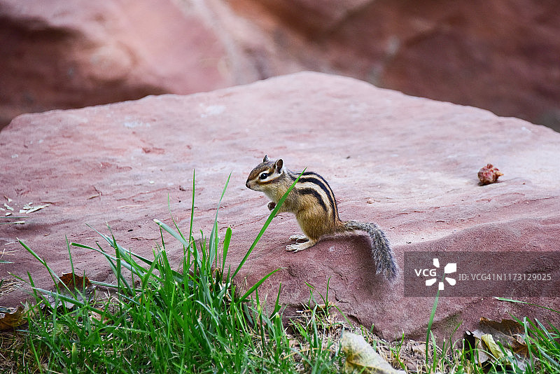 西伯利亚花栗鼠图片素材