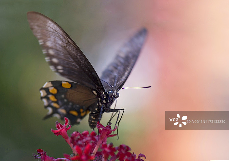 普通玫瑰凤蝶图片素材