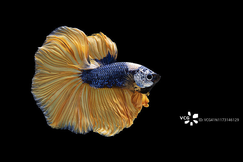 五彩斑斓的斗鱼图片素材