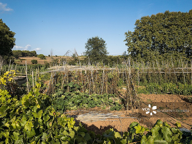 农业区中的果园图片素材