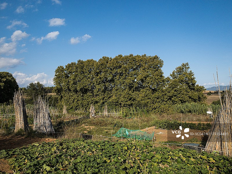 农业区中的果园图片素材