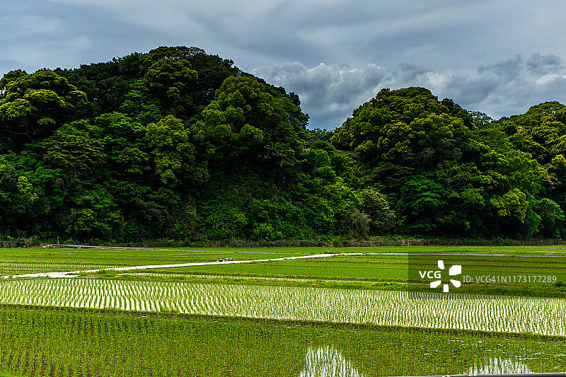 斗贺佐贺稻田图片素材